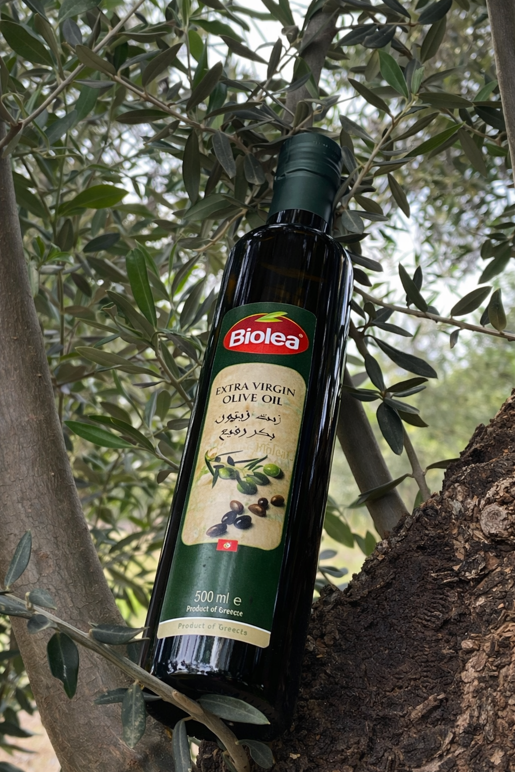Olive groves at sunset